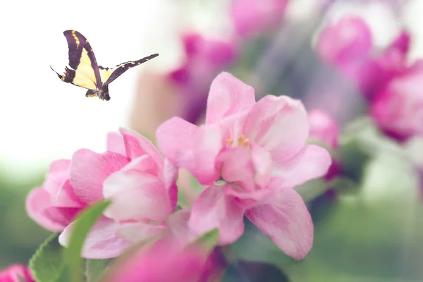 Krásný motýl létající — Stock fotografie