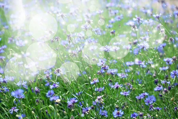 Hermosas flores en el prado — Foto de Stock