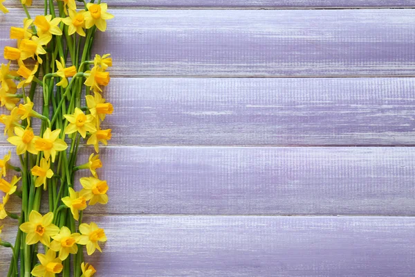 Schöne Narzissenblüten — Stockfoto