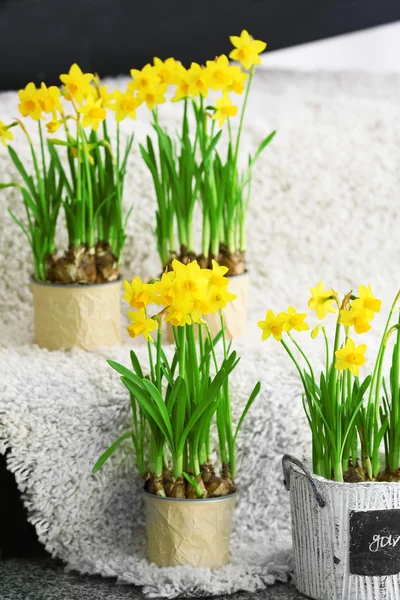 Beautiful narcissus on carpet — Stock Photo, Image