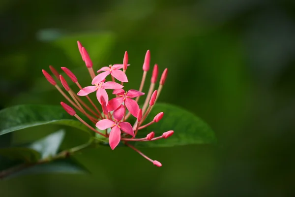 Flor tropical ixora . — Foto de Stock