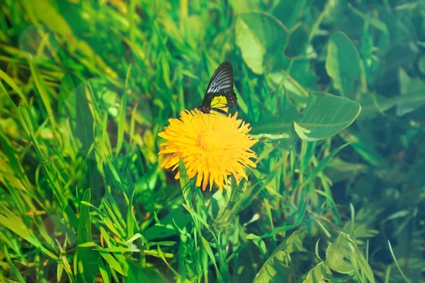 Schmetterling sitzt auf Löwenzahn — Stockfoto