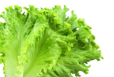 taze marul yaprakları