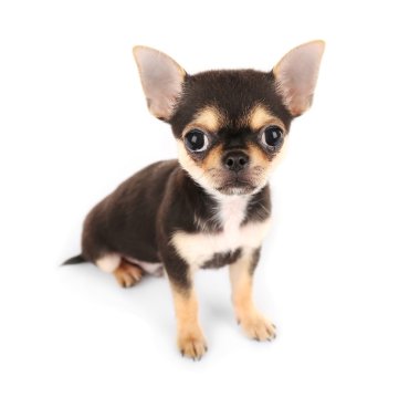 Chihuahua yavrusu beyaz