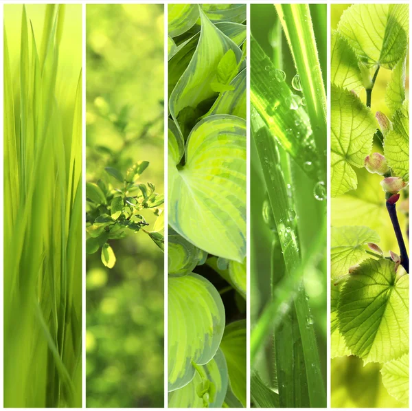 Natureza verde fundos — Fotografia de Stock
