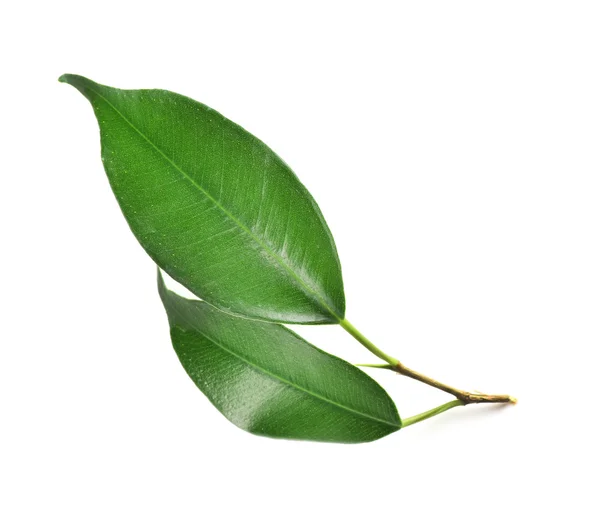 Green leaf on white — Stock Photo, Image