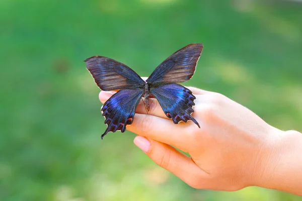 Mariposa colorida en mano femenina — Foto de Stock