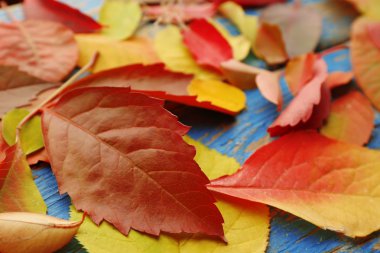 sonbahar yaprakları arka plan