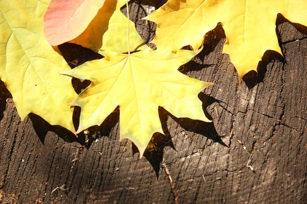 Hojas de otoño fondo — Foto de Stock