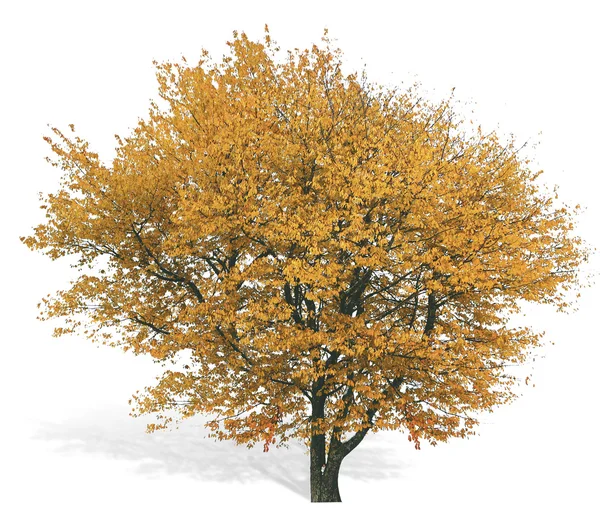 Allein herbstlicher Baum — Stockfoto