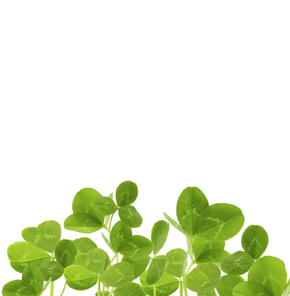 Clover leaves isolated — Stock Photo, Image