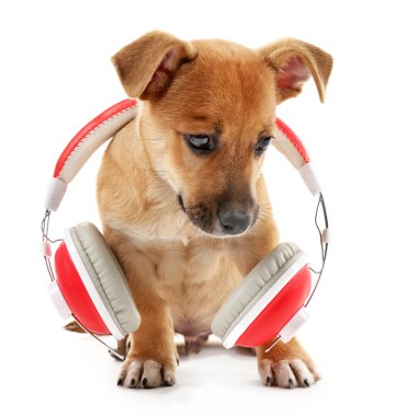 Kulaklık ile oynayan köpek 