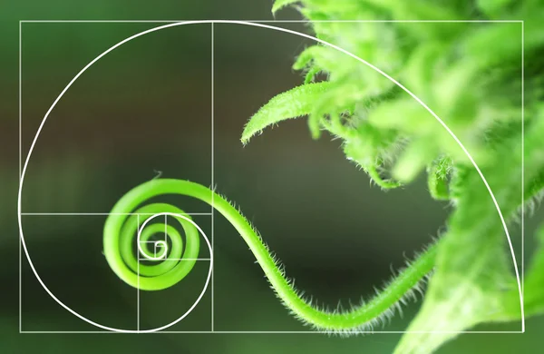 Disposición en espiral en la naturaleza — Foto de Stock