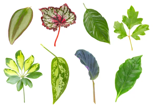 Коллекция листьев домашних растений — стоковое фото
