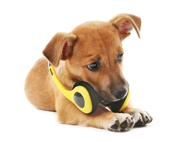 Cachorro jugando con auriculares — Foto de Stock