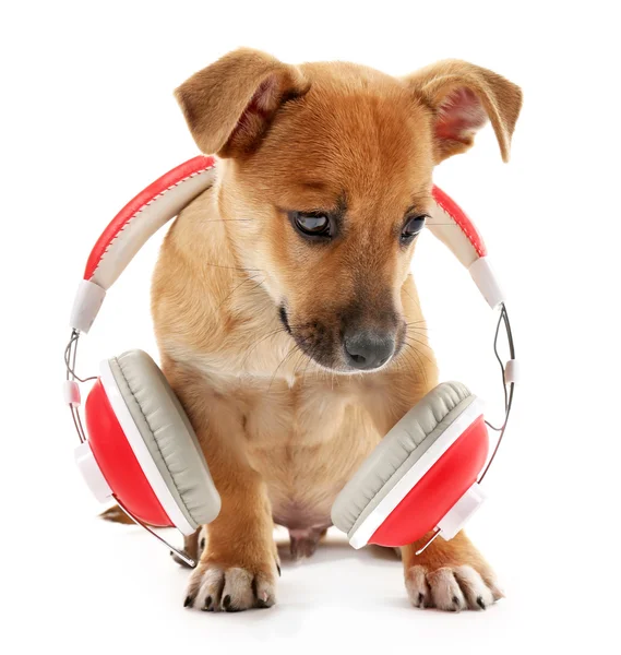 小狗玩耳机 — 图库照片