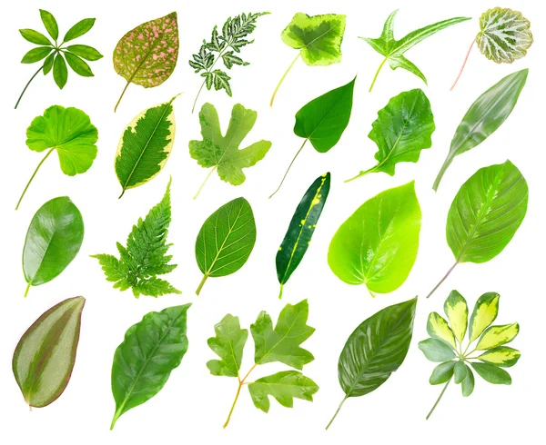 Colección de hojas de plantas de casa — Foto de Stock