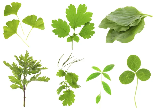 Collage of medicinal herbs — Stock Photo, Image