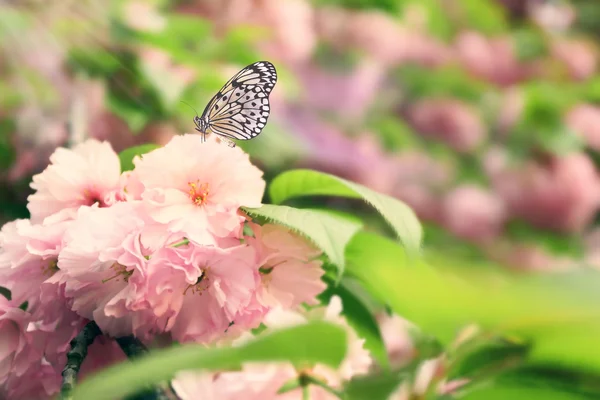 Motýl na sakura v zahradě — Stock fotografie