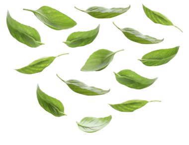 taze fesleğen yaprağı 
