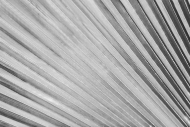 Güzel avuç içi yaprak