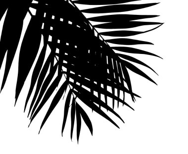 Güzel avuç içi yaprakları silüeti