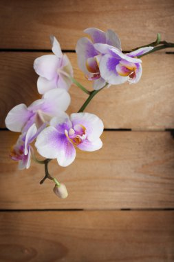 ahşap zemin üzerinde orkide çiçekleri