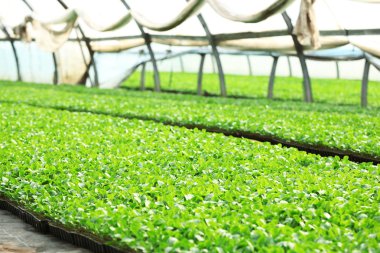 lahana fidan büyüyen