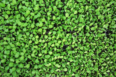 lahana fidan büyüyen