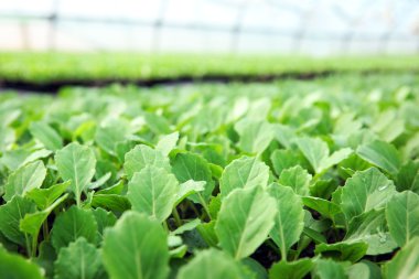 lahana fidan büyüyen