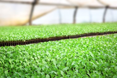 lahana fidan büyüyen