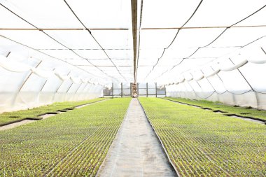 siyah bir tepsi bitkilerde fidan