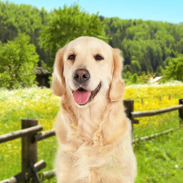 花が畑に犬 — ストック写真