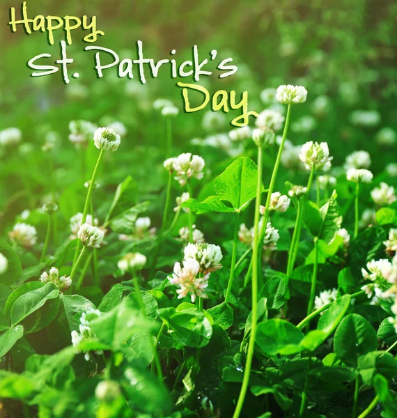 Happy St. Patrick's Day card — Stock Photo, Image