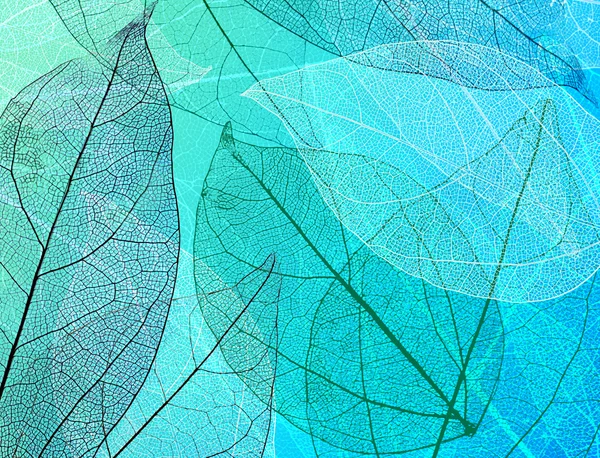 Abstract background with skeleton leaves — Stock Photo, Image