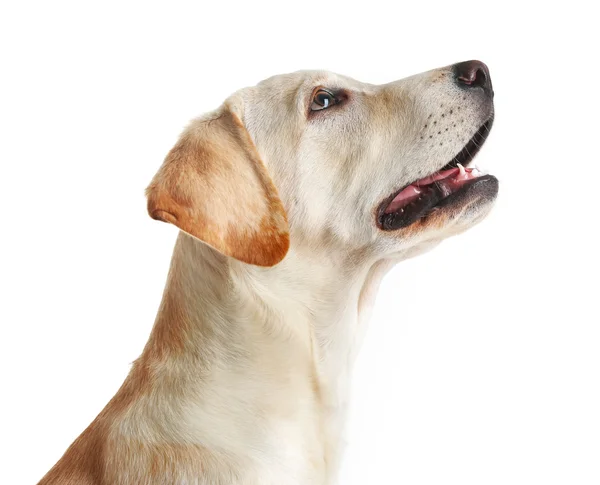 Carino cane Labrador isolato — Foto Stock