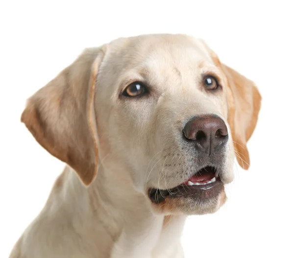 Niedlicher Labrador-Hund isoliert — Stockfoto