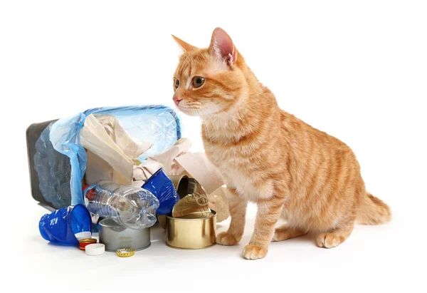 Red cat near inverted garbage basket — Stock Photo, Image