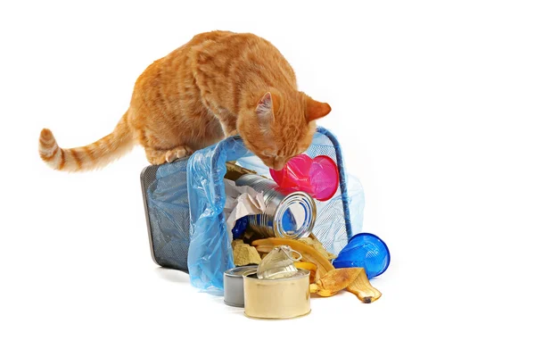 Кошка в перевернутой корзине для мусора — стоковое фото