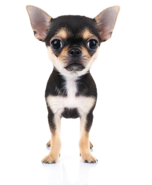 Chihuahua puppy on white — Stock Photo, Image