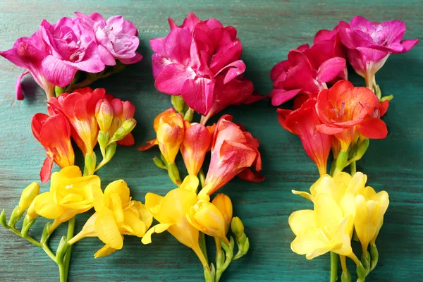 Belas flores freesia — Fotografia de Stock