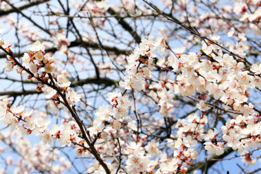 meyve ağacının dalları