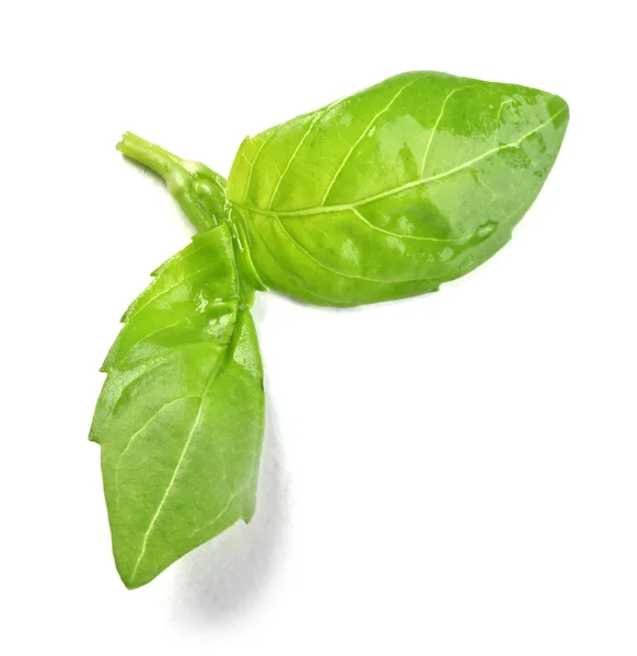 Fresh basil leaves — Stock Photo, Image