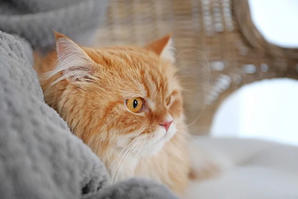 Mignon gingembre chat sur chaise — Photo
