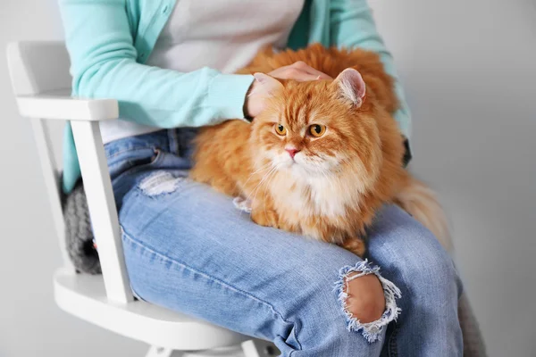 Leuke gemberkat. — Stockfoto