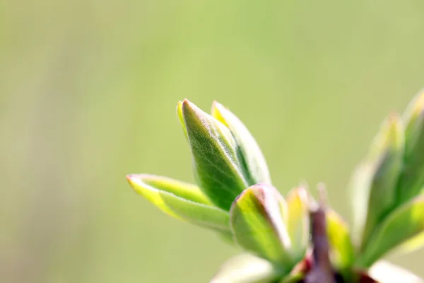 Grüner Zweig des Baumes — Stockfoto