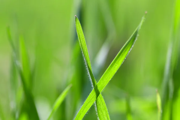 Grama fresca da mola verde — Fotografia de Stock