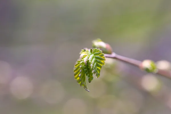 Spring green leaves — Stock Photo, Image