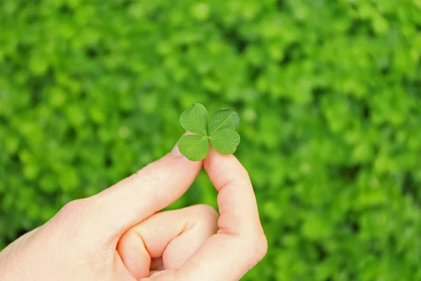 Vrouwelijke hand met clover leaf — Stockfoto