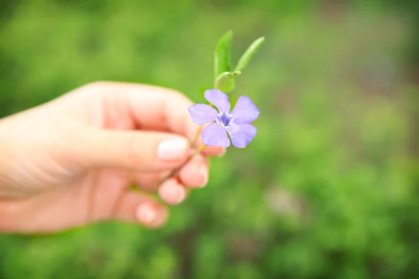 Mão feminina segurando uma flor periwinkle — Fotografia de Stock